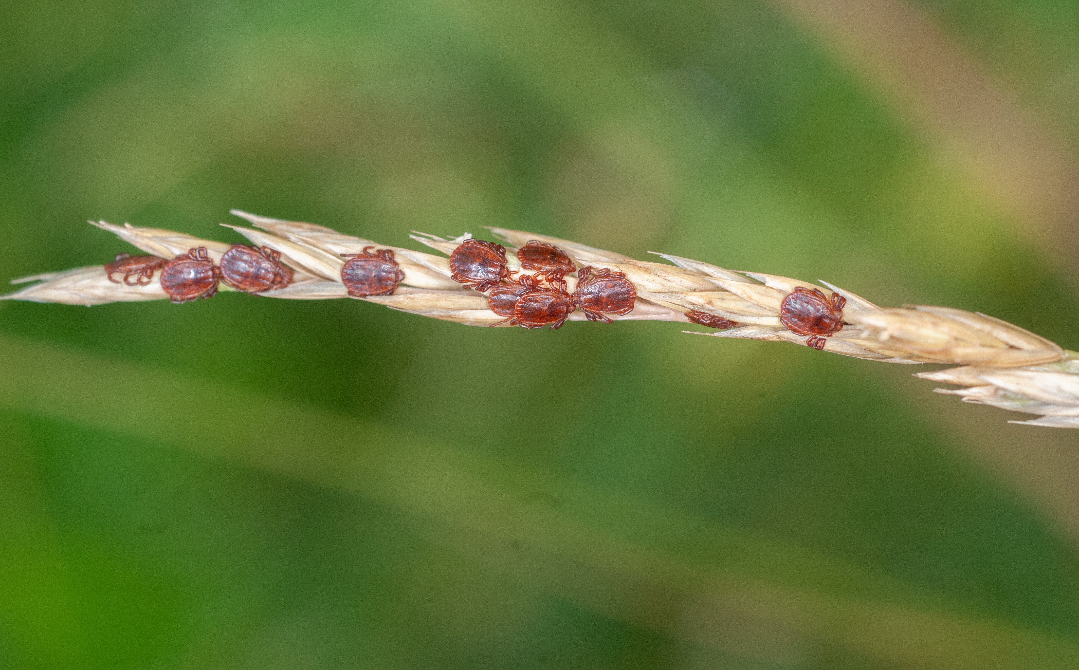 Where Did the Asian Longhorned Ticks in the U.S. Come From? Rutgers University Where Did the Asian Longhorned Ticks in the U.S. Come From? Rutgers University